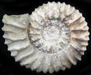 Pavlovia Ammonite Fossil - Siberia #29758-1
